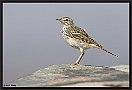 Berthelots Pieper, Berthelot's Pipit, Anthus berthelotii Location: Gran Canaria, Spain berthelots pieper MG 0219 kopie